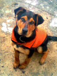 maxi es un perro mjuy jugeton !!!! y le tiene su ropa de bocaa 